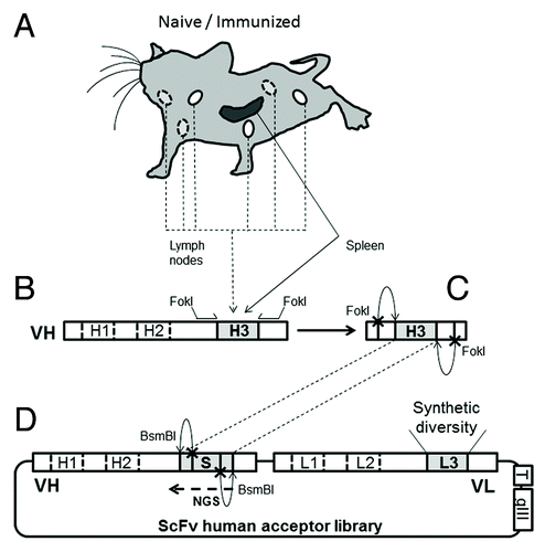 Figure 1. Capture of murine CDRH3 into a library of human scFv. (A) BalbC mice, divided in three groups, were either kept naïve or immunized with hIFNγ or hCCL5. (B) After sacrifice, the spleen and the lymph nodes were kept separated and VH repertoires were recovered by PCR. CDRH3 were then amplified from the VH pool by PCR, along with recognition sites for FokI, a type IIS restriction enzyme, were added to the inserts. CDR3 are represented in gray, CDR1 and 2 in white. (C) Murine inserts were then digested with FokI and (D) ligated to the human acceptor scFv library, itself digested with BsmBI. This second type IIS enzyme permitted the removal of a non-diversified stuffer sequence (“S”) at the location of CDRH3 and the generation of compatible cohesive ends for the incorporation of CDRH3. The acceptor library also contains synthetic diversity at the location of the CDRL3 (“L3”) and tags (“T,” a c-myc and a His tag) at the scFv C-terminal for purification purposes. Libraries featuring mouse CDRH3 were analyzed by NGS, which covered the CDRH3 and part of VH framework 3 (“NGS”). (E) The fusion to gIII allowed the expression of scFv at the surface of M13 phage for phage display selection.