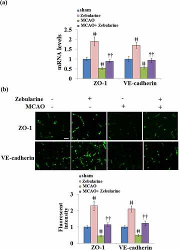 Figure 2. Zebularine restored ZO-1 and VE-cadherin expression in the brains of MCAO mice. Mice were divided into 4 groups: the sham, sham+ Zebularine, MCAO, and MCAO+ Zebularine groups. (a). ZO-1 and VE-cadherin mRNA expression in brain cortex; (b). Immunostaining of ZO-1 and VE-cadherin in brain cortex, Scale bar, 100 μm (ǂǂ, P < 0.01 vs. sham; ††, P < 0.01 vs. MCAO, N = 9).