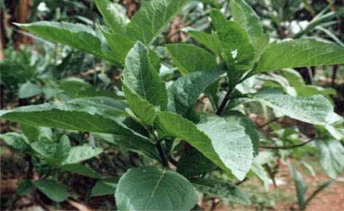 Figure 1. Bitter leaf (V. amygdalina).