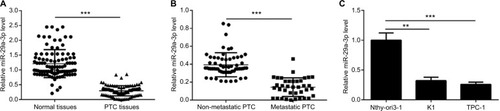 Figure 1 miR-29a-3p is deregulated in PTC tissues and cells.Notes: (A) Decreased miR-29a-3p levels in PTC tissues were demonstrated by qPCR. (B) Compared with non-metastatic PTC (n=60 cases), metastatic PTC (n=38 cases) showed lower level of miR-29a-3p. (C) Decreased miR-29a-3p was also observed in PTC cells indicated by qPCR results. **P<0.01 and ***P<0.001.Abbreviations: PTC, papillary thyroid carcinoma; qPCR, quantitative reverse transcription polymerase chain reaction.