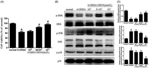 Figure 6. Effect of HSYA on the levels of p-JNK, p-ERK, and p-p38 in 6-OHDA treated SH-SY5Y cells. Cells were treated with HSYA (1, 5, or 10 × 10−6 mol/L) for 1 h and exposed to 50 × 10−6 mol/L 6-OHDA for 24 h before analysis. A CCK-8 assay kit was used to measure cell viability (A). ERK, p-ERK, p38, p-p38, JNK and p-JNK levels were evaluated by western blotting. The levels of p-ERK, p-JNK and p-p38 were shown as the amount of p-JNK, p-ERK and p-p38 expression normalized to those of JNK, ERK, and p38, respectively (B and C). The data are presented as the means ± S.E.M (n = 5 in each group). *p < 0.05 vs. Normal group. #p < 0.05 vs. 6-OHDA group.