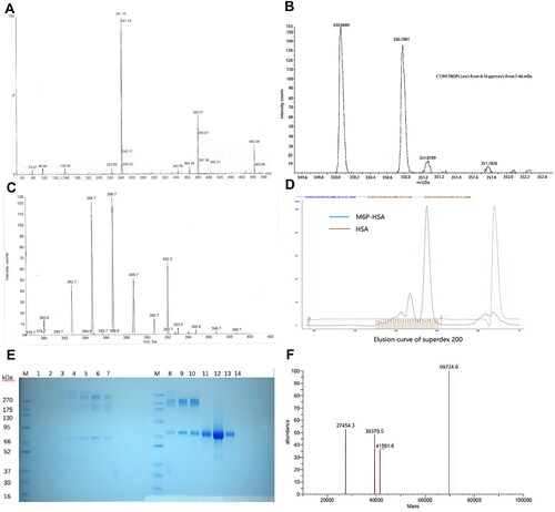 Figure 2. Characterization of M6P-HSA and its related Intermediates. (A) Mass spectrogram of 6-phosphate-p-nitrophenyl-α-D-mannose. (B) Mass spectrogram of p-aminophenyl-α-D-mannose. (C) Mass spectrogram of 6-phosphate-1-(4-isothiocyanatephenol) -α-D-mannose. (D) Elution curve of superdex 75 of M6P-HSA and HSA. (E) SDS-PAGE results of M6P-HSA. (F) Mass spectrum of M6P-HSA.