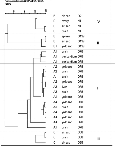 Figure 1. Unweighted pair group method with arithmetic average dendrogram constructed from RAPD using the Pearson coefficient; data indicating genetic similarity among the 11 E. coli O78 isolates in cluster I and the three E. coli O139 in cluster II.