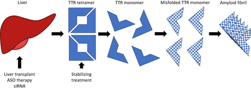 Figure 1 Mechanism of action of ATTRv treatments.