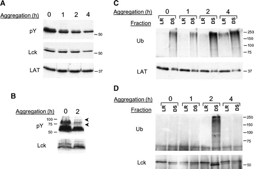 Figure 4. Lck dephosphorylation and ubiquitination in CD45-deficient T cells. (A) Cells were aggregated for the times shown and lipid rafts were analysed for tyrosine phsphorylated proteins (pY), Lck and LAT expression. (B) Lipid rafts from J45.01 cells aggregated for 0 or 2 h were blotted with the anti-pY mAb and the western blot was intentionally over-exposed to detect weakly phosphorylated proteins. The arrowheads to the right of the first panel show two phosphoproteins that appear after aggregation of the cells. (C) LR and DS fractions from aggregated cells were analysed for protein ubiquitination (Ub) and LAT expression. (D) Lck immunoprecipitates from cells treated as in (C) were blotted with anti-Ub and anti-Lck antibodies.