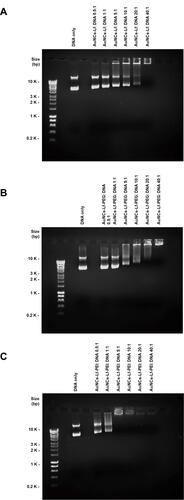 Figure 5 Gel retardation assays of AuNCs-Lf complex (A), AuNCs-Lf-PEG complex (B) and AuNCs-Lf-PEI complex (C) at various conjugate:DNA weight ratios (0.5:1, 1:1, 5:1, 10:1, 20:1, 40:1) (control: DNA solution).