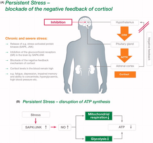 Figure 2 (A) Postulated pathomechanisms of stress: persistent stress leads to a blockade of the negative feedback of cortisol. (Adapted from Panossian, Citation2013; Panossian et al., Citation2007). (B) Postulated pathomechanisms of stress: persistent stress leads to a disruption of ATP synthesis. (Adapted from Panossian & Wikman, Citation2009).