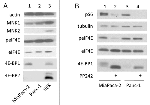 Figure 3. low amount of 4E-BP favors eIF4E phosphorylation. (A) MiaPaca-2, Panc-1 and HEK cells lysates were analyzed by western blotting. (B) MiaPaca-2, Panc-1 were treated with 2.5 μM of PP242 for 1 h. Cell lysates were analyzed by western blotting using the indicated antibodies. Data are representative of at least three independent experiments.