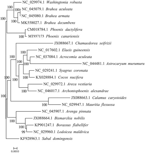 Figure 1. The maximum-likelihood (ML) tree based on the 20 representative plastid genomes of the Arecaceae. Numbers near the nodes mean bootstrap support value.