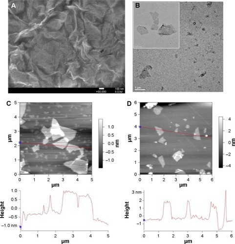 Figure 2 Microscopic morphology investigations of PSSG.Notes: (A) SEM image of the undulating surface of PSSG. (B) Paper-like, single-layer or partially folded rGO sheets. (C) AFM images with height profiles of GO; (D) and PSSG.Abbreviations: PSSG, PSS-decorated nanographene; PSS, poly(sodium 4-styrenesulfonate); SEM, scanning electron microscopy; TEM, transmission electron microscopy; AFM, atomic force microscopy; rGO, reduced graphene oxide.