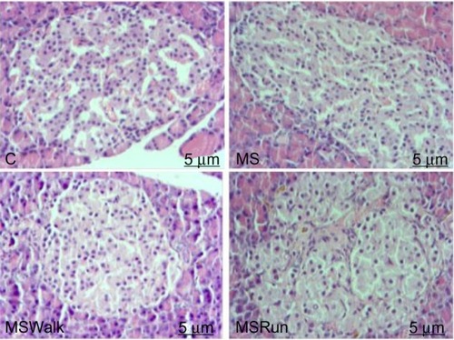 Figure 1 Photo to micrographs of the pancreas.