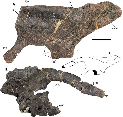 Figure 33. Comptonatus chasei gen. et sp. nov. (IWCMS 2014.80). Ilia. A, left ilium in lateral view, B, right ilium in lateral view, C, preliminary reconstruction based on right and left ilia. Black areas in reconstruction are unpreserved. Abbreviations: dep, depressed area; isp, ischiadic peduncle; latp, lateral process; poap, postacetabular process; prab, preacetabular boot; prap, preacetabular process; pup, pubic peduncle; rid, ridge; #, fracture surface. Scale bar represents 100 mm.