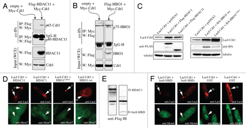 Figure 4 Cdt1-induced decondensation and MCM recruitment requires HBO1, is inhibited by HDAC11 and involves H4 acetylation. 293T cells were used in (A and B) and A03_1 cells were used in all others. (A and B) IP-western assays were performed using the indicated proteins and anti-tag antibodies. (C) Immunoblot of indicated proteins showing their relative protein expression for the results in Table 2 and 3. (D) Examples of co-localizing Mcm7 (or lack thereof) in cells expressing indicated proteins. Samples were processed by IF with indicated antibodies as in Figure 3. Open/decondensed (‘O’), closed/condensed (‘C’) HSRs. (E) Anti-Flag immunoblot showing relative transient expression of Flag-HDAC1 versus Flag-Set8-HBD. Parts are from the same immunoblot/exposure. (F) Examples of co-localizing Mcm4 (or lack thereof) in cells expressing indicated proteins. Quantitative results are presented in Table 3 for (D and F).
