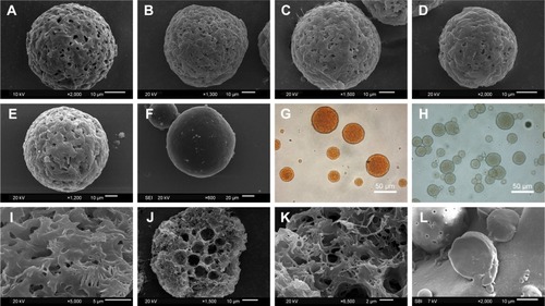 Figure 1 SEM pictures of RIF-loaded PCL microspheres prepared by different drug dosage ratios: (A) 1.51% PMS; (B) 2.64% PMS; (C) 4.05% PMS; (D) 5.16% PMS; (E) RIF-free PMS; and (F) RIF-free DMS. Optical pictures of microspheres before complete solidification: (G) 2.64% PMS and (H) RIF-free PMS. SEM pictures of the cross-sectional view of microspheres (magnification ×400): (I) the external morphology of RIF-free PMS; (J) the internal morphology of RIF-free PMS; (K) the magnification picture of internal morphology of RIF-free PMS; and (L) the internal morphology of RIF-free DMS.
