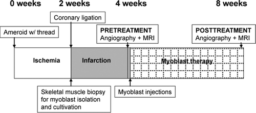 Figure 1.  Study protocol.