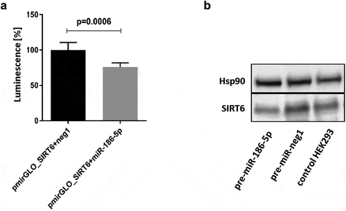 Figure 2. Effects of interaction of the 3´UTR of SIRT6 mRNA with miR-186-5p. (a) Co-transfection of the pmirGLO_SIRT6 vector containing the full-length 3´UTR of SIRT6 mRNA and the firefly luciferase reporter gene with pre-miR-186-5p results in a significant decrease in luminescence as compared to co-transfection with the pre-neg-miR negative control (neg1). Results are presented as mean with standard deviation. Statistical analysis was performed with a two-tailed Student t-test. (b) Transfection of HEK293 cells with pre-miR-186-5p results in a decrease in the expression of endogenous SIRT6 protein. Hsp90 – heat shock protein 90, control protein expression of which is not affected by miR-186-5p. The Western blot analysis was performed once, and the results of densitometric scanning are provided in Supplementary Table S2
