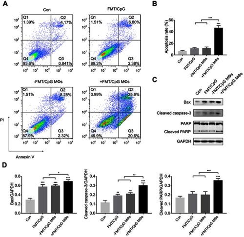 Figure 4 FMT/CpG-pretreated MΦ supernatant induces apoptosis of H1975 cells. (A) H1975 cells were treated with FMT/CpG, −FMT/CpG MΦS or +FMT/CpG MΦS. After 48 hrs, cells were stained with Annexin V/PI and cell apoptosis was analyzed by FCM. (B) Quantitative analysis of apoptotic H1975 cells. (C) Protein levels of Bax, Cleaved Caspase-3, and Cleaved PARP were evaluated by Western blotting in H1975 cells treated as indicated for 48 hrs. (D) Protein levels were quantified with ImageJ software and normalized to that of GAPDH. Results are expressed as mean ± SDof three independent experiments. *P<0.05, ** P<0.01, ***P<0.001 vs control.Abbreviations: Bax, B-cell lymphoma-2-associated X protein; FCM, flow cytometry; FMT, ferumoxytol; GAPDH, glyceraldehyde 3-phosphate dehydrogenase; MΦ, macrophages; PARP, poly(ADP-ribose) polymerase; PI, propidium iodide.