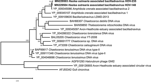 Fig. 6. Maximum likelihood phylogeny inferred from an alignment of 18 replication-associated proteins. The best-scoring RAxML tree (log likelihood = −13107.354663) is presented. Bootstrap support values are reported on the nodes. Evolutionary analyses were conducted using RaxML version 8, with the rtREV evolutive model and 100 bootstrap replications. The scale indicates the number of substitutions per site