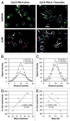 Figure 3. In vitro fluorescence imaging of Cy5.5-TRA-8 and image analysis. (A) Representative fluorescent images of Cy5.5-TRA-8 in SUM159 and 2LMP cells with/without tamoxifen treatment. (B and C) Fluorescent signal intensities of Cy5.5-TRA-8 along the yellow lines crossing the center of TRA-8/DR5 cluster and the best fitting Gaussian curves, when cells were (B) untreated or (C) treated with tamoxifen (20 μM). (D and E) Correlation between the mean killing efficacy (%) and (D) the mean amplitude or (E) the mean standard deviation of the best fitting Gaussian curves, when SUM159 or 2LMP cells were treated with TRA-8 (15.6 ng/mL) with/without tamoxifen (20 μM) (4 samples).