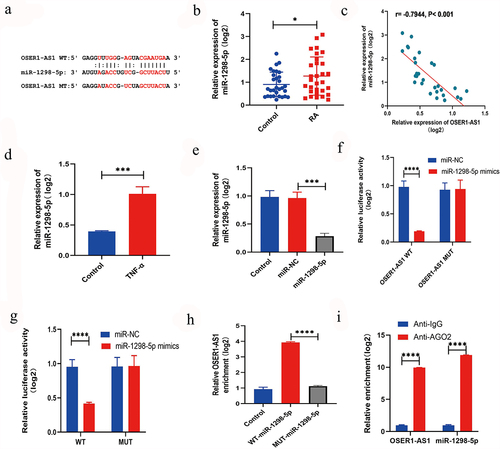 Figure 3. LncRNA OSER1-AS1 directly targets miR-1298-5p in TNF-α-induced RA-FLS. (a) Binding sites between OSER1-AS1 and miR-1298-5p are predicted by StarBase. (b) miR-1298-5p was overexpressed in synovial tissues of RA patients compared with healthy controls. (c) The expression levels of OSER1-AS1 and miR-1298-5p in synovial tissues of RA patients were negatively correlated. (d) miR-1298-5p expression was signifcantly increased in TNF-α-induced RA-FLSs. (e) miR-1298-5p could be upregulated by the miR-1298-5p mimics. (f) Dual-luciferase reporter assay was applied to confirm the binding between OSER1-AS1 and miR-1298-5p in 293 T cells and co-transfection with OSER1-AS1-wt and miR-1298-5p mimic greatly reduced the luciferase activities compared with OSER1-AS1-mut and miR-1298-5p mimic. (g) Dual-luciferase reporter assay was applied to confirm the binding between OSER1-AS1 and miR-1298-5p in RA-FLSs. (h) The interaction between OSER1-AS1 and miR-1298-5p detected by RNA pulldown assay and the expressions of miR-1298-5p in biotinylated OSER1-AS1 was enriched. (i) The expression of miR-1298-5p and OSER1-AS1 was determined by RIP assay. Each experiment was performed in triplicate. The data were shown as mean ± SD. N = 3, *p < 0.05, ***p < 0.001, ****p < 0.0001.