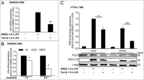 Figure 5. Autophagy attenuates PELI3-dependent PRO-IL1B expression. (A) RNA of Torin2-treated cells was isolated and mRNA expression of Il1b was analyzed using qPCR. mRNA levels were normalized to Tbp mRNA levels. DMSO plus LPS-treated sample is set as 1. Data represent the mean ± SEM of at least 3 individual experiments (**P < 0.01 vs. DMSO + 6 h LPS). (B) RNA of HBSS-starved cells was isolated and mRNA expression of Il1b was analyzed using qPCR. The mRNA levels were normalized to Tbp mRNA levels. Corresponding HBSS control M is set as 1. Data represent the mean ± SEM of at least 3 individual experiments (*P < 0.05 vs. corresponding (corr) HBSS control M). (C) J774A.1 cells transiently transfected with siPeli3 or sictrl were incubated with DMSO plus 6 h LPS, Torin2 plus 6 h LPS or remained as control. Protein abundance of PELI3 and PRO-IL1B were examined by western analysis. The graph shows the densitometric analysis of PRO-IL1B and represents the mean ± SEM of at least 3 independent experiments. sictrl with DMSO plus LPS-treated sample is set as 1 (**P < 0.01; ***P < 0.001 vs. sictrl and DMSO + 6 h LPS).