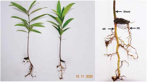 Figure 3. Healthy seedlings of G. dhanikhariensis (GDH/SA/LP) in KNO3 treatment (left) and seedling exhibiting Garcinia-type germination (right) (PR: primary root; AR: adventitious root)