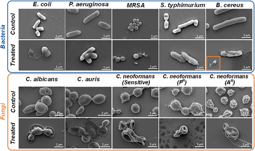 Figure 7 SEM images of bacteria and fungi. The top row was not BP treated, and the morphology of bacteria and fungi was normal; The next row of BP-treated bacteria and fungi crumbled and even burst. Adapted with permission from Shaw ZL, Kuriakose S, Cheeseman S, et al. Broad-Spectrum Solvent-free Layered Black Phosphorus as a Rapid Action Antimicrobial. ACS Appl Mater Interfaces. 2021;13(15):17340–17352, Copyright 2021, with permission from American Chemical Society (ACS).Citation33