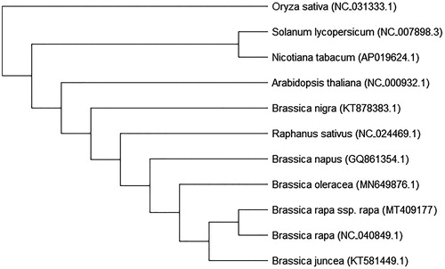 Figure 1. Phylogenetic analysis of 11 species based on the chloroplast protein-coding sequences. The chloroplast sequence of Oryza sativa (NC 031333.1) was used as the outgroup.