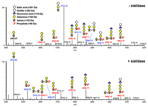Figure 3. Deconvoluted mass spectra of the linker tryptic peptide [210–238] and associated glycosylated species. Top panel: No sialidase treatment. Bottom panel: Sialidase treatment. Ions in blue of m/z 2733.16 Da, 2813.13 Da, 2865.20 Da, and 2945.17 Da in the top panel shift to 2442.06 Da, 2522.03 Da, 2574.10 Da, and 2654.07 Da in the bottom panel indicating the loss of terminal sialic acid.