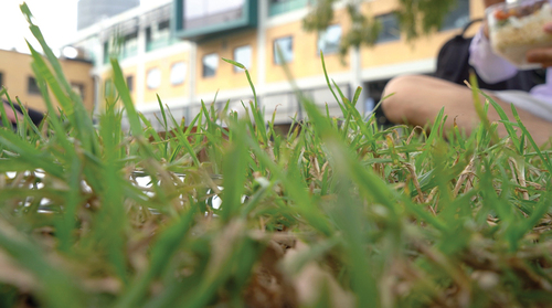 Figure 1. Persie eating his sweet and sour pork on the grass.