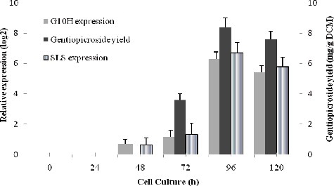 Figure 6. Relationship between the expression of the G10H and SLS genes and the gentiopicroside yield in strain DL67 during the growth stage.