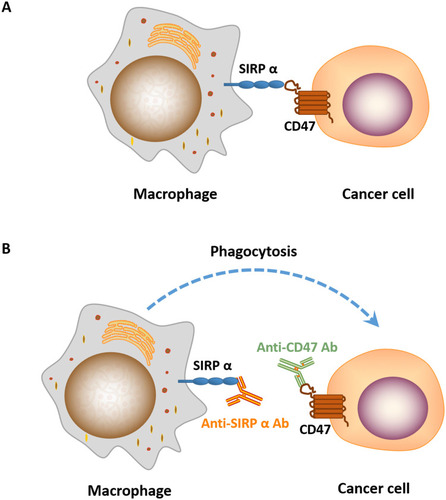 Figure 2 (A) CD47-SIRPɑ interaction blocks macrophage phagocytosis of cancer cells. (B) Treatment of cancer cells treated with anti-CD47/SIRPɑ Ab induces phagocytosis by macrophage.