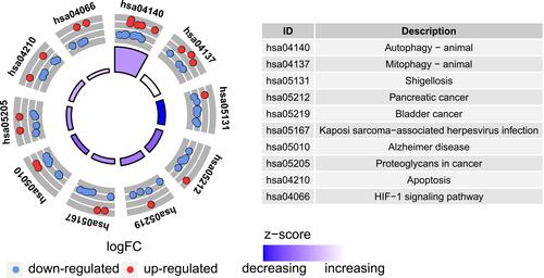 Figure 6 Kyoto Encyclopedia of Genes and Genomes (KEGG) analysis of 40 differentially expressed autophagy-related genes.
