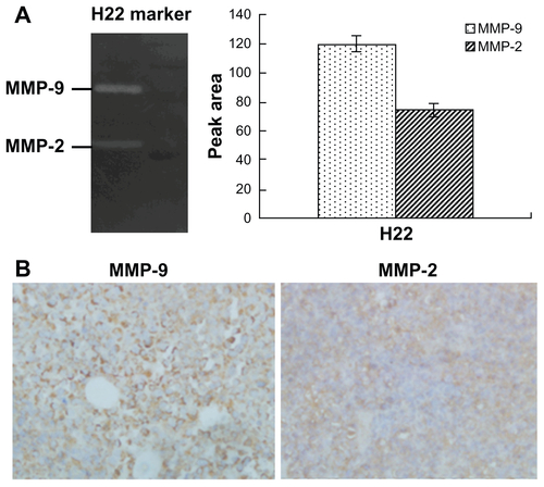 Figure S5 (A) Gelatin zymography of the gelatinases (MMP2/9) expression by in H22 cells. (B) Immunohistochemical analysis of the gelatinases (MMP2/9) expression in H22 tumours (×100).Abbreviation: MMP, matrix metalloproteases.