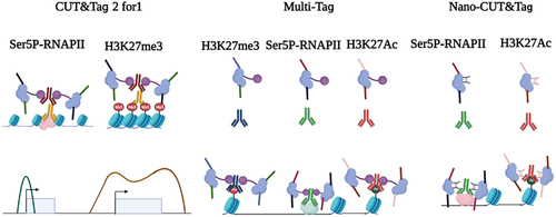 Figure 2. Multifactorial CUT&Tag strategies. (left) CUT&Tag 2 for 1 involves the use of two antibodies against H3K27me3 (heterochromatin marks) and Ser5P-RNAPII (active chromatin marks). This approach follows the same workflow as regular CUT&Tag, except for mixing two antibodies into the cells. The difference in fragment size and feature breadth (broad domains for H3K27me3 and narrow peak of Ser5P-RNAPII) are used together to calculate the deconvolution of two signals. (middle) in MuTi-Tag approach, each antibody is pre-incubated with the barcoded pA-Tn5, thus marking several different histone modifications and TFs in the same experiment. (right) nano-CUT&Tag is the use of nanobodies, single-chain antibodies directly fused to Tn5, where higher efficiency can be obtained without protein A.