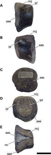 Figure 16. NHM-PV R.2981(a), isolated partial dorsal centrum with putative carcharodontosaurian affinities (Specimen A) from the Valanginian–Hauterivian Marfim Formation (Ilhas Group) at beach between Plataforma and Itacaranha (Locality 4). A, right lateral; B, left lateral; C, dorsal; D, ventral; E, anterior; F, posterior views. Anatomical abbreviations: aas, anterior articular surface; aae, articulation expasion; bf, blind fossa; nc, neural canal; ncj, neurocentral joint; ipt, internal pneumatic tissue. Scale bar = 100 mm.