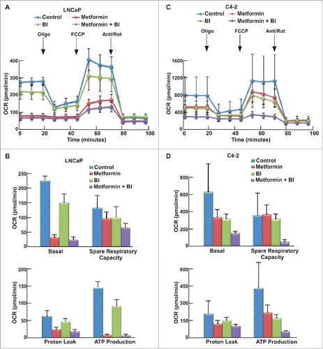 Figure 6. BI2536 potentiated metformin-induced impair of mitochondrial function in both LNCaP and C4-2 cells. (A, C) OCR under single or both drug treatment was measurement by Seahorse XFe24 analyzer. Cells were seeded in XFe24 cell culture microplates, treated with metformin, BI2536 or both for 24 hours, and subjected to the protocol for mitochondria tolerance test in which oligomycin, FCCP and Rotenone/antimycin A were added at the time points indicated. (B, D) Calculated basal respiratory rate, spare respiratory capacity, proton leak and ATP production.