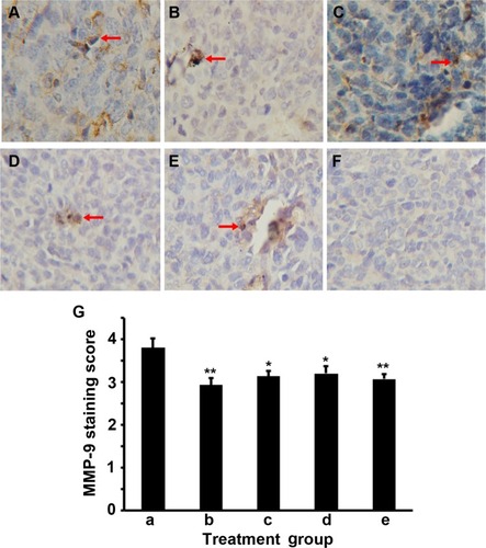 Figure 4 IFNγ, celecoxib, and zoledronic acid decrease expression of MMP-9.