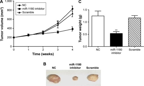 Figure 5 Inhibition of miR-1180 suppresses SK-NEP-1 tumor growth in vivo.