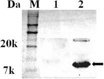 Figure 1. Detection of the LTB adjuvant protein by western blot assay. The LTB protein expressed and secreted by JOL1355 was identified by immunoblotting with anti-His-tagged monoclonal antibody. JOL967 containing pJHL80 only was used as a negative control. Lane M, protein marker; lane 1, negative control; lane 2, LTB protein from JOL1355. Arrow indicates LTB protein expression from JOL1355 in lane 2.