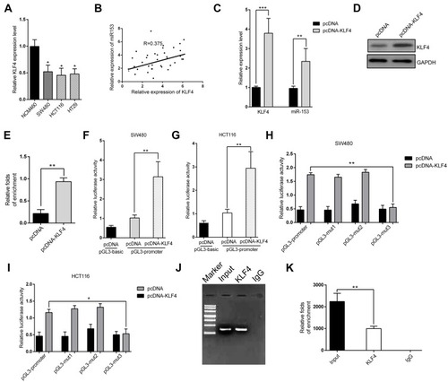 Figure 4 Identification of KLF4 as a direct transcriptional factor for miR-153-1. (A) KLF4 expression level was detected in different CRC cell lines by qRT-PCR. (B) The correlation between miR-153-1 and KLF4 was analyzed by Spearman’s correlation analysis (R=0.375, P=0.0102). (C) qRT-PCR analysis of the mRNA level of KLF4 and the effect of KLF4 plasmid on miR-153-1. (D) Western blot for KLF4 protein level after transfection with cloned vector. (E) Relative folds of enrichment from Western blot. (F–G) Relative luciferase activity of the miR-153-1 promoter in SW480 cells and HCT116 cells transfected with pcDNA-KLF4. Luciferase constructs containing the miR-153-1 promoter (pGL3-promoter) and the unmodified construct (pRL-TK) were co-transfected with pcDNA3.1 and pcDNA-KLF4 into SW480 cells and HCT116 cells. Firefly luciferase activity was normalized to Renilla luciferase activity. (H–I) Relative luciferase activity of the mutant miR-153-1 promoter constructs in SW480 and HCT116 cells transfected with pcDNA-KLF4. Firefly luciferase activity was normalized to Renilla luciferase activity. (J) Electrophoresis graph shows the result from ChIP qRT-PCR quantitative analysis. (K) Relative folds of enrichment from the electrophoresis image intensity. Values were expressed as mean ± SEM. ***P<0.001, **P<0.01, *P<0.05.Abbreviations: CRC, colorectal cancer; KLF, Kruppel-like factor 4.