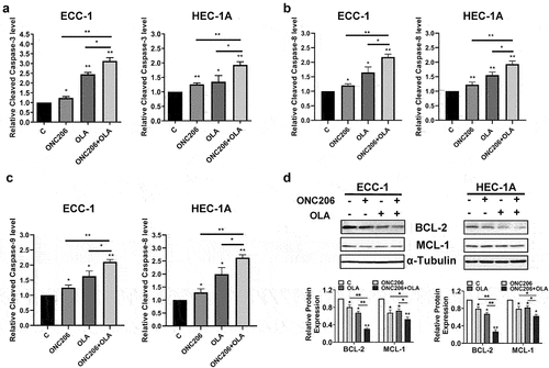 Figure 2. Olaparib and ONC206 induced apoptosis in EC cells. ECC-1 and HEC-1A cells were treated with 0.1 µM ONC206, 1 µM olaparib and the combination of olaparib and ONC206 for 12 h. Olaparib and ONC206 increased cleaved caspase-3 activity in both cell lines with greater effects for the combination compared to either drug alone (a). Western immunoblotting demonstrated decreased expression of the anti-apoptotic proteins BCL-2 and MCL-1, with olaparib and ONC206 treatment (b). OLA is an abbreviation for Olaparib. (* = p < .05, ** = p < .01).