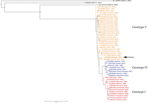 Fig. 1 Phylogenetic analysis of the Angola DENV-1.DENV-1 nucleotide sequence from the Angola outbreak was aligned with representative DENV-1 sequences from around the world representing multiple genotypes. Black-coloured isolates are representative of DENV2-4 serotypes. Blue-coloured isolates represent genotype IV, red-coloured isolates represent genotype I and orange-coloured isolates represent genotype V. The DENV-1 sequence from Angola (AF298807) is depicted in bold-italics.