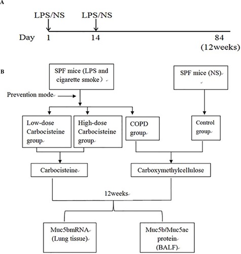 Figure 1 (A) Protocol for LPS or NS intratracheal instillation. (B) The technical roadmap of this study.