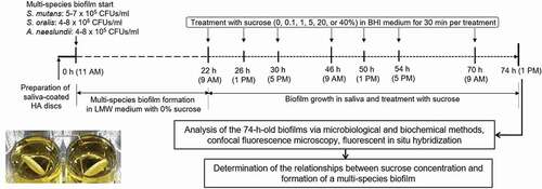 Figure 1. Formation of multispecies biofilm and the experimental schemes of this study