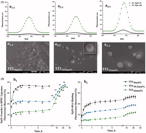 Figure 1. Fluorescence spectra of PpIX in various TEL-liposomes and their freeze-fractured micrographs (A). The fluorescence of PpIX in TEL9mol% (a1), TEL29.9 mol% (a2) and TEL62mol% (a3) based liposomes for TL: PpIX 10 (Display full size and 100 Display full size Freeze-fracture micrographs of PpIX manifested well-segregated vesicular structures in TEL9mol%, (a1-2), TEL29.9 mol% (a2-2) and TEL62mol%(a3-2) based liposomes. Part B illustrates the in-vitro time-dependent fluorescence recovery of PpIX from TELPpIX-Donor based TEL9mol%, (black solid circles), TEL29.2 mol% (blue solid circles) or TEL62mol% (green solid circles) liposomes after incubation with DPPCPpIX-Acceptor liposomes (b1) or HSAPpIX-Acceptor (b2). Values at the curves stand for the calculated TL: PpIX ratios during PpIX transfer. Data were shown as mean ± standard deviation of three independent experiments.