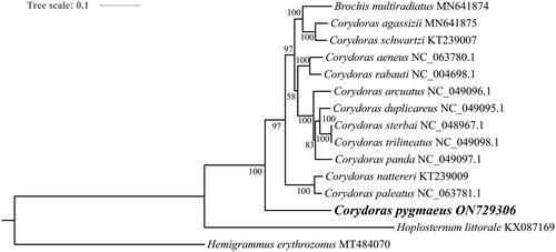 Figure 3. Maximum likelihood tree of 14 Callichthyidae species and one outgroup based on 13 protein-coding genes. The accession numbers are listed after the species names. The C. pygmaeus mitochondrial genome is marked in bold font.