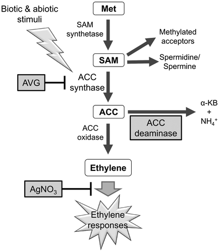 Figure 1. Schematic diagram of ethylene biosynthesis with the enzymes that synthesize or oxidase 1-aminocyclopropane-1-carboxylic acid (ACC) to produce ethylene. The chemical and biological effectors showing different points of inhibition or decomposition of the ethylene synthesis intermediate are highlighted by gray squares. Met, L-methionine; SAM, S-adenosyl-L-methionine, AVG, aminoethoxyvinylglycine; AgNO3, silver nitrate; α-KB, α-ketobutyrate.