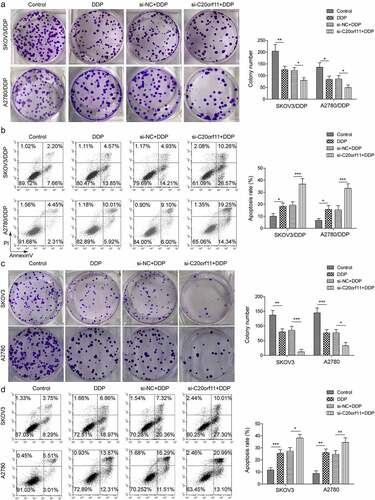 Figure 2. circ_C20orf11 enhances ovarian cancer cell proliferation and suppresses cell apoptosis