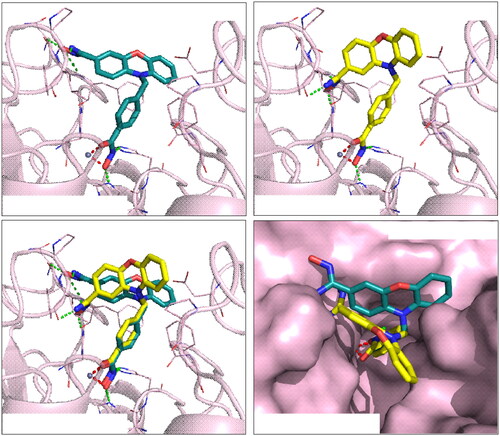Figure 1. Interactions analysis of compounds 7b and 7d in HDAC7 binding site. (A) Docking pose of compounds (A) 7d (blue-green) and (B) 7b (yellow) in HDAC7 (light pink). (C) Superimposed docking poses of compounds 7b and 7d in HDAC7. (D) The surface model of the superimposed docking poses for compounds 7b and 7d. The zinc ions are denoted as grey sphere. Chelating bonds are represented by red dash lines, while green dash lines indicate hydrogen bonds. Figures are created using PyMOL.